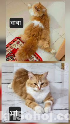 Traditional persian exotic bloodline (booking)